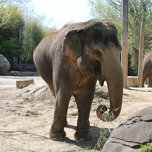 Schottzie and Mai-Thai