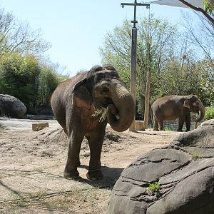 Schottzie and Mai-Thai