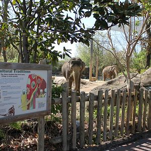 Vanishing Giants/Elephant Reserve- Asian Elephant Exhibit Viewing