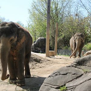 Schottzie and Mai-Thai