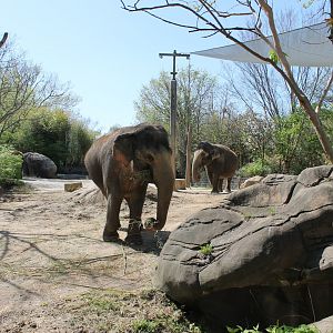 Schottzie and Mai-Thai