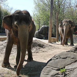 Schottzie and Mai-Thai