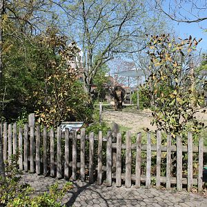 Vanishing Giants/Elephant Reserve- Asian Elephant Exhibit