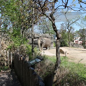 Vanishing Giants/Elephant Reserve- Asian Elephant Exhibit