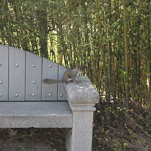 Vanishing Giants/Elephant Reserve- Eastern Gray Squirrel