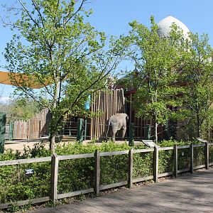 Vanishing Giants/Elephant Reserve- Bull Asian Elephant Exhibit