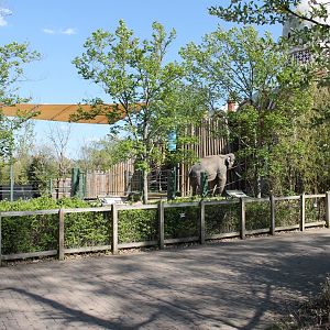 Vanishing Giants/Elephant Reserve- Bull Asian Elephant Exhibit