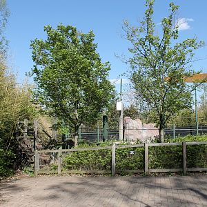Vanishing Giants/Elephant Reserve- Bull Asian Elephant Exhibit