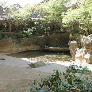 Wildlife Canyon- Sumatran Rhino Exhibit