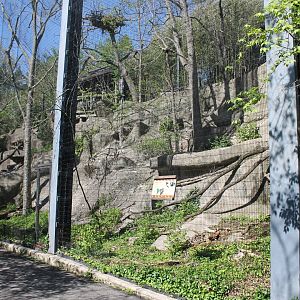 Wildlife Canyon/Eagle Eyrie- Andean Condor Exhibit