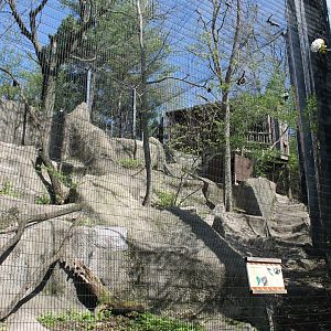 Wildlife Canyon/Eagle Eyrie- Andean Condor Exhibit