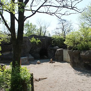 Wildlife Canyon- Sichuan Takin Exhibit