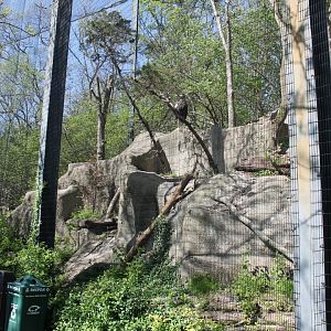 Wildlife Canyon/Eagle Eyrie- Steller's Sea Eagle Exhibit