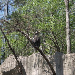 Wildlife Canyon/Eagle Eyrie- Steller's Sea Eagle Exhibit