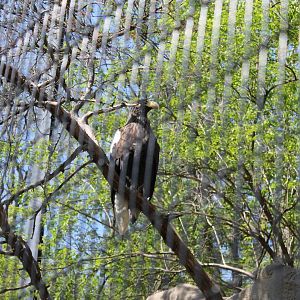 Wildlife Canyon/Eagle Eyrie- Steller's Sea Eagle Exhibit