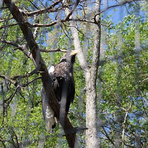 Wildlife Canyon/Eagle Eyrie- Steller's Sea Eagle Exhibit