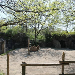 Wildlife Canyon- Bactrian Camel Exhibit