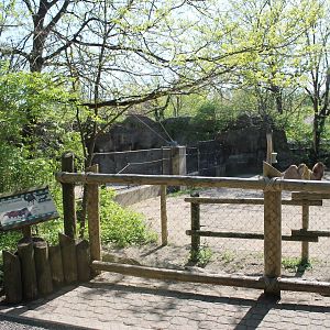 Wildlife Canyon- Bactrian Camel Exhibit