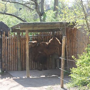 Wildlife Canyon- Bactrian Camel Exhibit