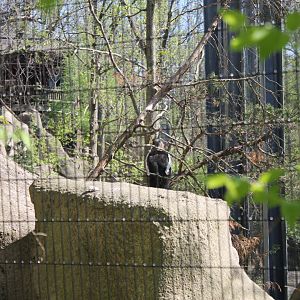 Wildlife Canyon/Eagle Eyrie- Steller's Sea Eagle Exhibit