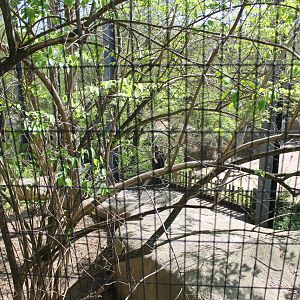 Wildlife Canyon/Eagle Eyrie- Steller's Sea Eagle Exhibit