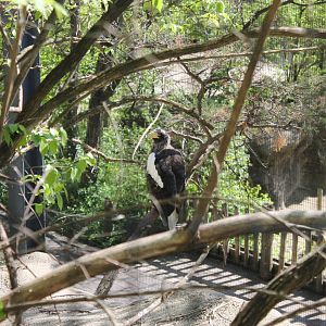 Wildlife Canyon/Eagle Eyrie- Steller's Sea Eagle Exhibit