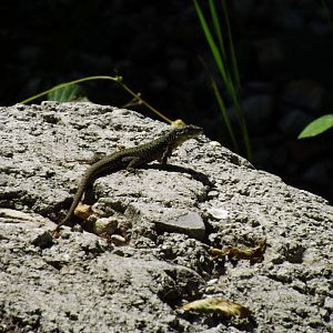 Common Wall Lizard, Podarcis muralis