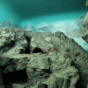 Night Hunters/Cat House- Pallas' Cat Exhibit