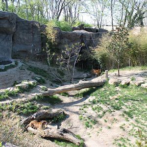 Cat Canyon- Malayan Tiger Exhibit