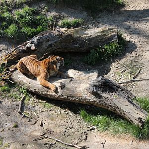 Cat Canyon- Malayan Tiger Exhibit