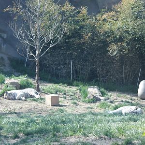 Cat Canyon- White Bengal Tiger Exhibit