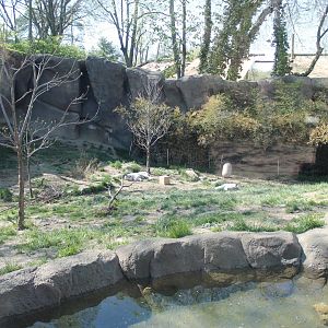 Cat Canyon- White Bengal Tiger Exhibit