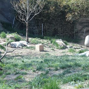 Cat Canyon- White Bengal Tiger Exhibit