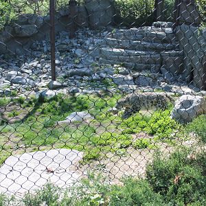 Cat Canyon- Snow Leopard Exhibit