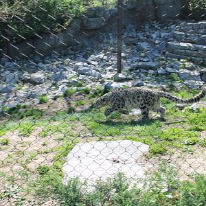 Cat Canyon- Snow Leopard Exhibit