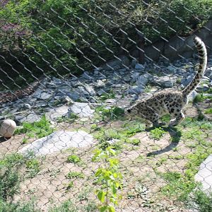 Cat Canyon- Snow Leopard Exhibit