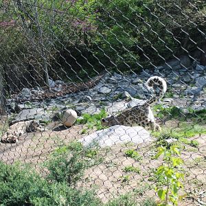 Cat Canyon- Snow Leopard Exhibit