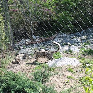 Cat Canyon- Snow Leopard Exhibit