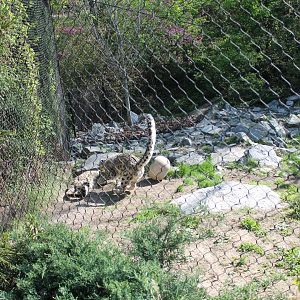Cat Canyon- Snow Leopard Exhibit