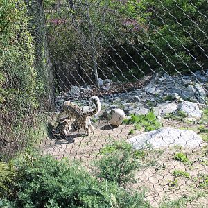 Cat Canyon- Snow Leopard Exhibit