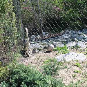Cat Canyon- Snow Leopard Exhibit