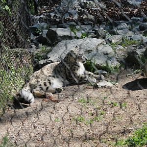 Cat Canyon- Snow Leopard Exhibit