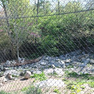 Cat Canyon- Snow Leopard Exhibit