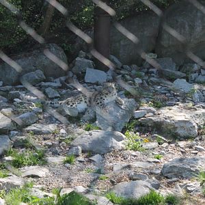 Cat Canyon- Snow Leopard Exhibit