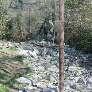 Cat Canyon- Snow Leopard Exhibit