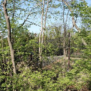 Cat Canyon- Snow Leopard Exhibit from above