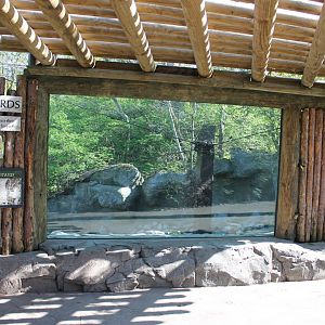 Cat Canyon- Snow Leopard Viewing