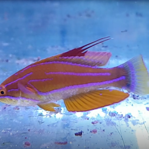 Paracheilinus filamentosus