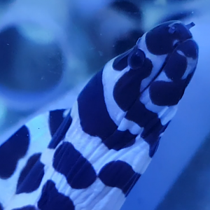 Honeycomb morey - Gymnothorax favagineus