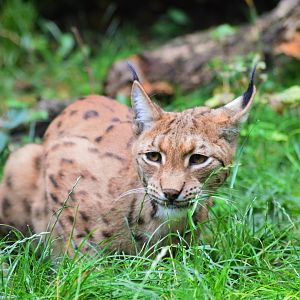 Carpathian lynx